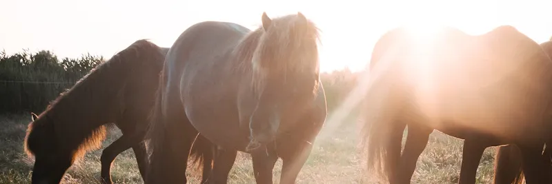 Cheval au pré au soleil couchant