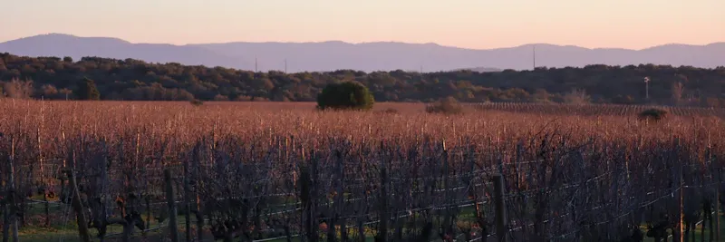 Vignoble au coucher du soleil avec rangées de vignes