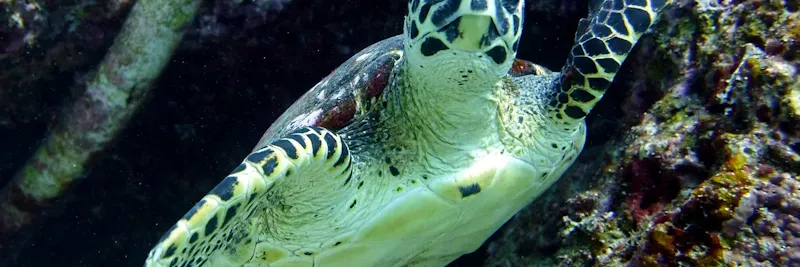 Plongeur nageant avec une tortue en mer tropicale