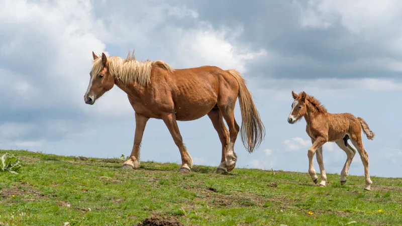 Monitrice avec un groupe d'enfants et des poneys