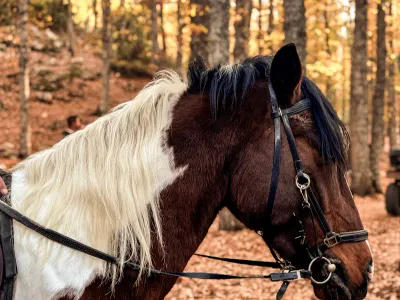 Bon cadeau équitation