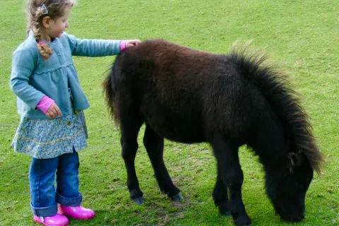 Enfant caressant un poney au box