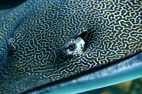 Prise d'un brochet en gros plan