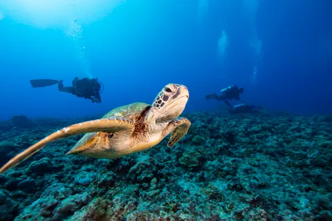 Tortue marine vue en plongée sous-marine