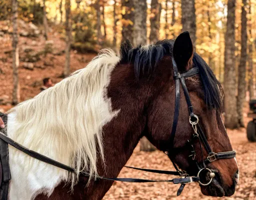 Bons cadeaux balade à cheval