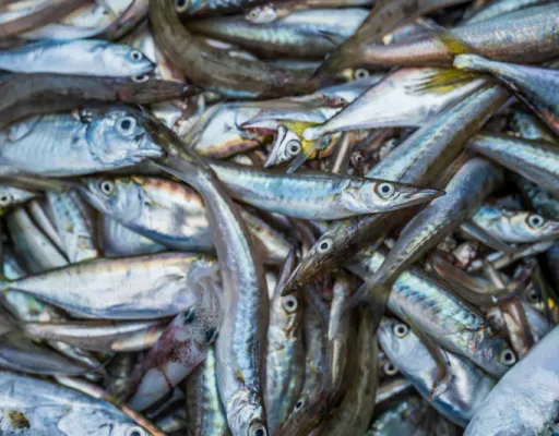 Comptabilité et factures pour guide de pêche