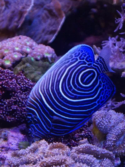 Plongeur explorant un récif avec des poissons colorés