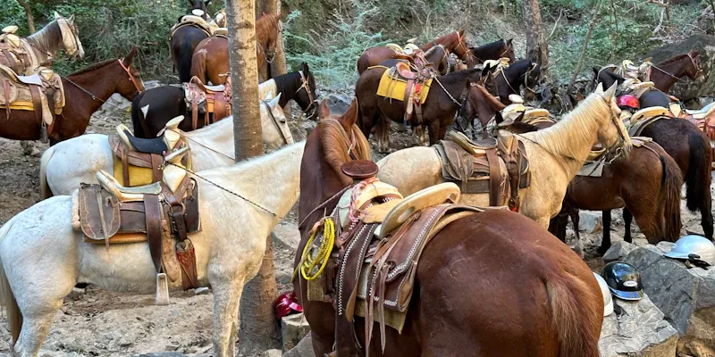 Groupe de chevaux sellés prêts pour une balade