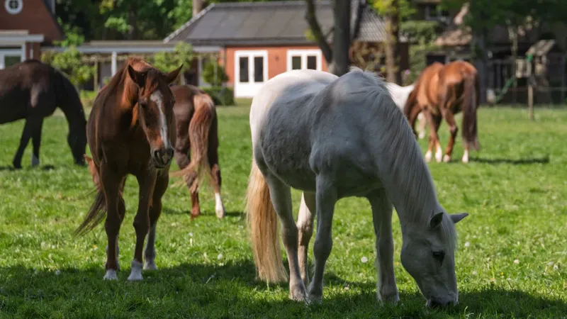 Stage enfants autour des poneys dans un pré