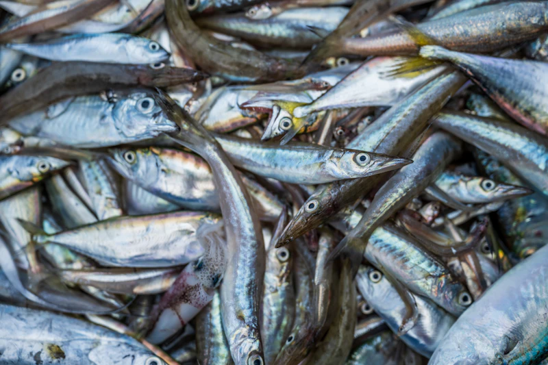 Comptabilité et factures pour guide de pêche